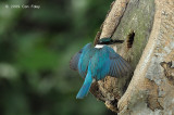 Kingfisher, Collared @ NTL2