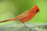 Cardinal, Northern (male) @ Central Park, NY