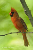 Cardinal, Northern (male) @ Central Park, NY