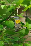 Parula, Northern (male) @ Central Park, NY
