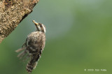 Woodpecker, Sunda Pygmy @ SBG