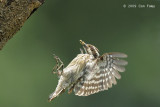 Woodpecker, Sunda Pygmy @ SBG