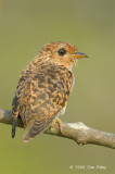 Cuckoo, Plaintive (juvenile) @ Japanese Gardens
