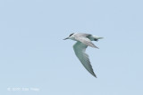 Tern, Aleutian @ Singapore Strait