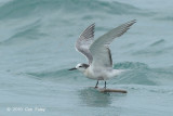 Tern, Aleutian @ Singapore Strait