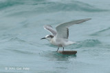 Tern, Aleutian @ Singapore Strait