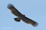 Eagle, Greater Spotted @ Sungei Balang