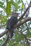 Cuckoo, Rusty-breasted @ Neo Tiew Lane 2