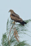 Kite, Brahminy (juvenile) @ Changi