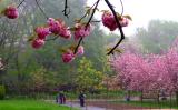 Cherry blossom time in Brooklyn