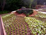 Texas flowers at the Botanical garden