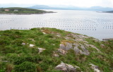 Near Bantry