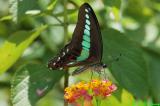 Graphium sarpedon DSC_6548