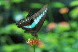 Graphium sarpedon DSC_6520