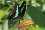 Graphium sarpedon DSC_6546