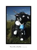 Cow parade, country style