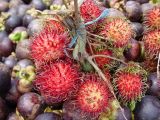Ketika Musim Rambutan