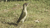 Male Green Woodpecker