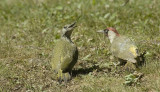 Juvenile & Male .jpg