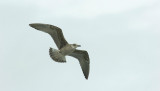 Herring Gull 3.jpg