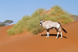 Oryx on Dunes