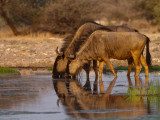 Wildebeest