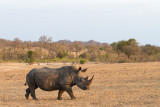 Rino