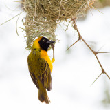 Masked weaver, male, weaving nest