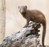 Dwarf mongoose