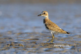 (Charadrius mongolus) Lesser Sand Plover