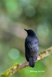 (Myophonus borneensis) *Bornean Whistling Thrush