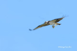 (Pandion haliaetus)Osprey