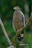 (Spilornis cheela)Crested Serpent Eagle