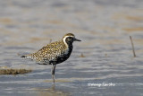(Pluvialis fulva) Pacific Golden Plover