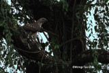 (Spizaetus cirrhatus)Changeable Hawk-eagle - Pale Morph