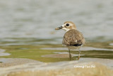 (Charadrius leschenaultii) Greater Sand Plover
