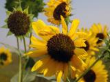 Kansas Sunflower
