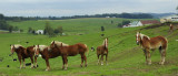 Amish Horses Haflingers