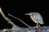 Héron vert -- Green Heron