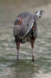 Grand héron -- Great Blue Heron