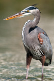 Grand héron -- Great Blue Heron