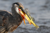 Grand héron -- Great Blue Heron