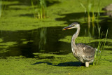 Grand héron -- Great Blue Heron