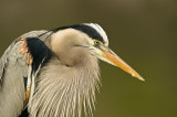 Grand héron -- Great Blue Heron