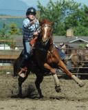 Horses