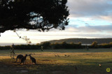 Dsc_2611 Pambula NSW.jpg