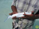 christmas island bonefish