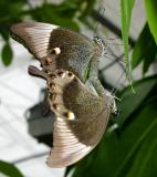 of butterflies and clouds 122.jpg