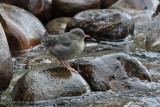 Little Dipper (American Dipper Fledgling)