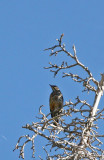 Woodpecker sp.?